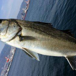 神戸突堤シーバス7本